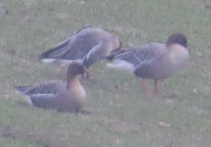 Pink-footed Goose - ML615457453