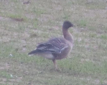 Pink-footed Goose - ML615457455