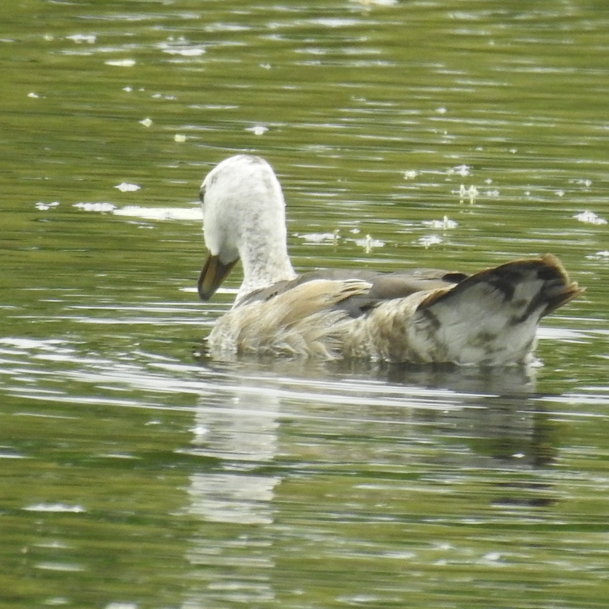 Cotton Pygmy-Goose - ML615457460