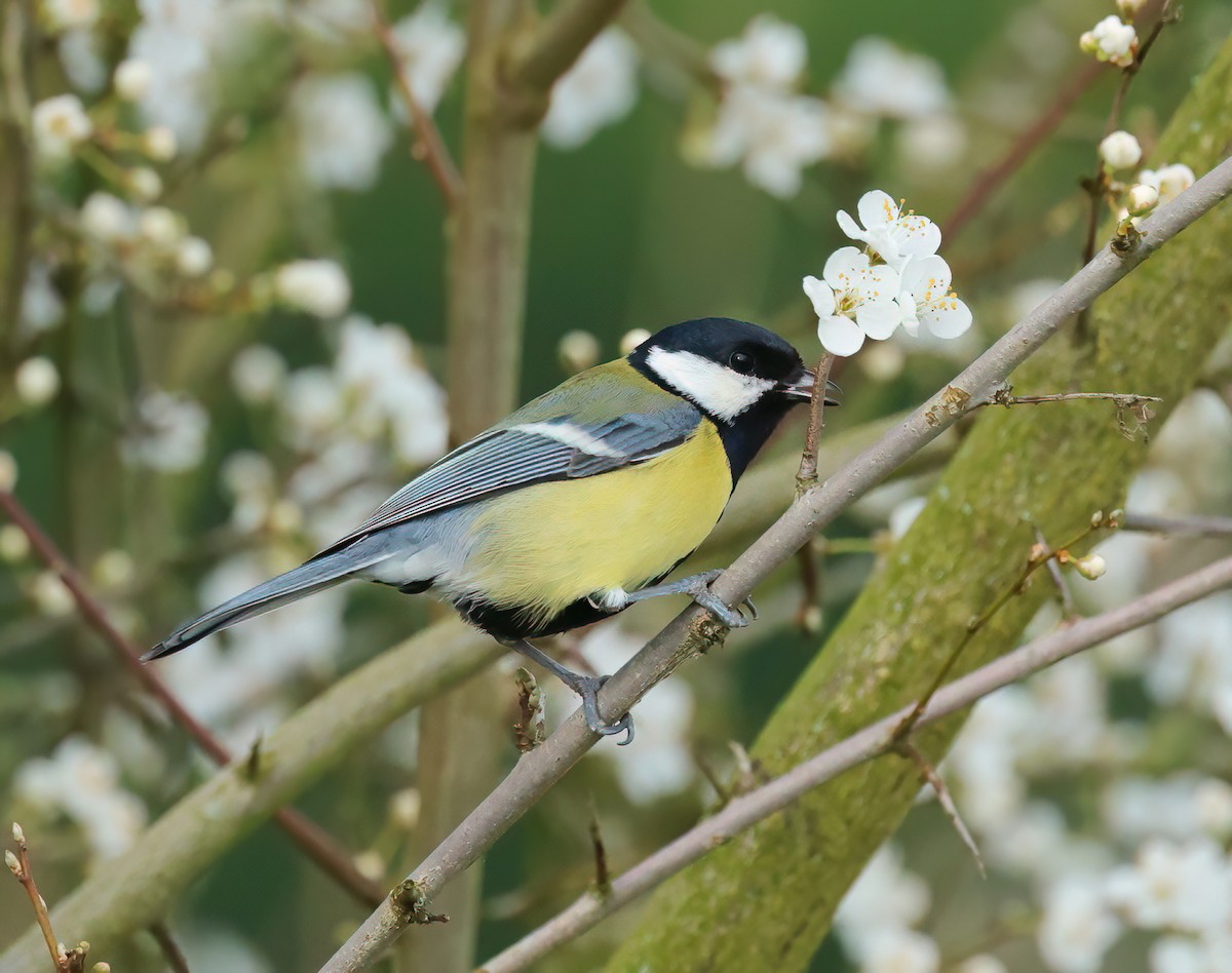 Great Tit - Albert Noorlander