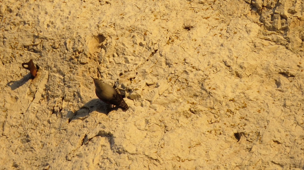 Wallcreeper - ML615457541