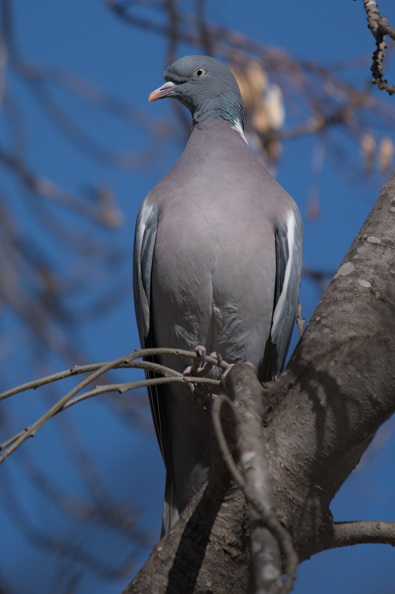Common Wood-Pigeon - ML615457576