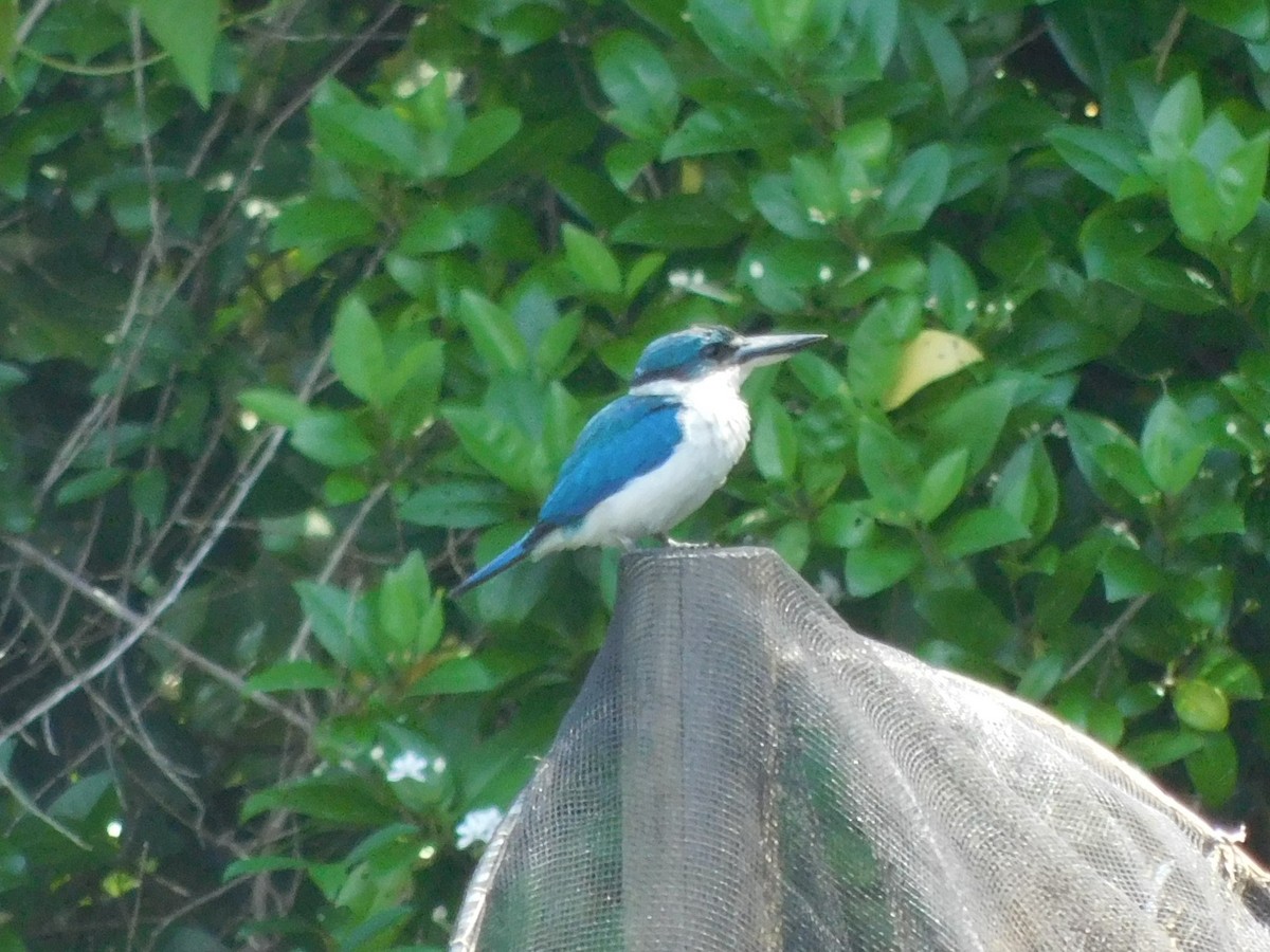 Collared Kingfisher - ML615457592