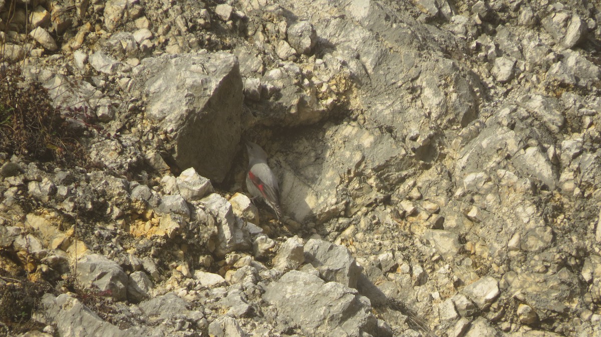 Wallcreeper - ML615457603