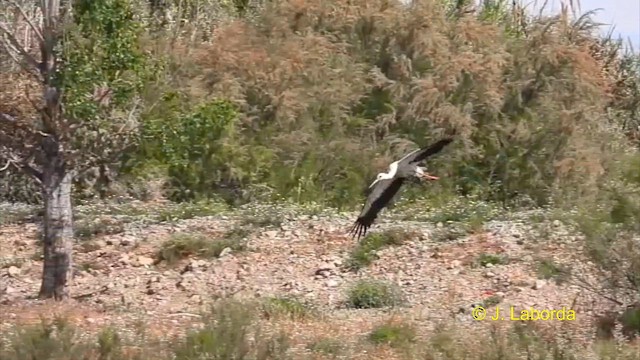 White Stork - ML615457646