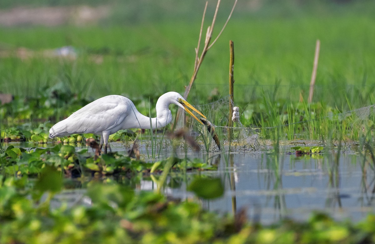 Great Egret - Souvick Mukherjee