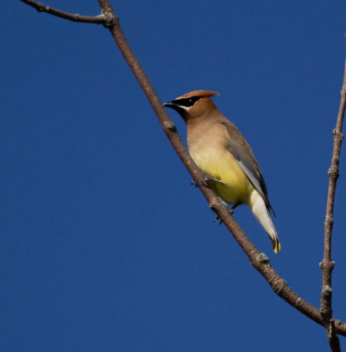 Cedar Waxwing - ML615457672