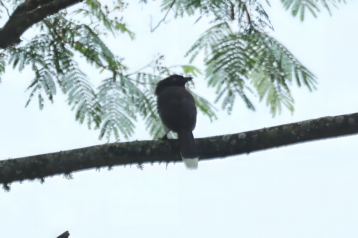 Black-chested Jay - Russ Ruffing