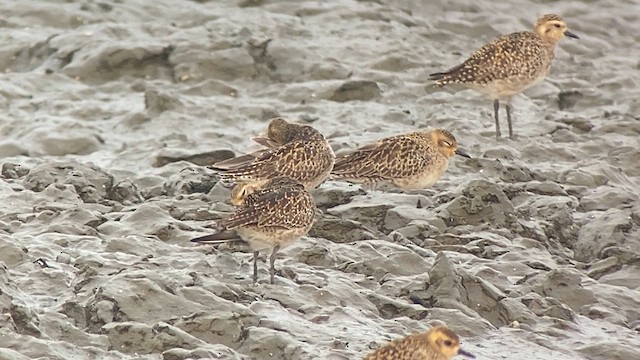 Chorlito Dorado Siberiano - ML615457695