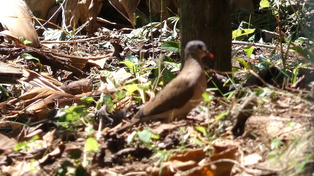 Blue-spotted Wood-Dove - ML615457740