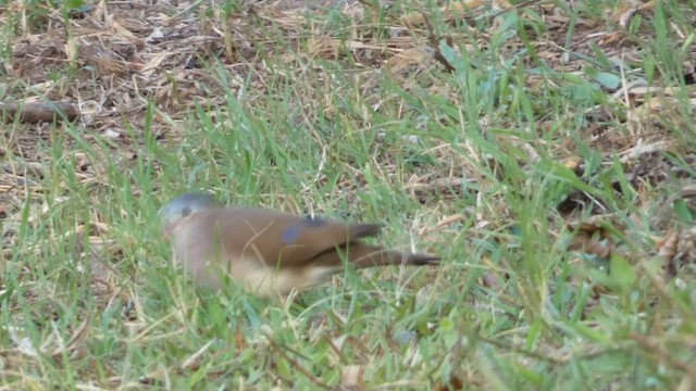 Blue-spotted Wood-Dove - ML615457741