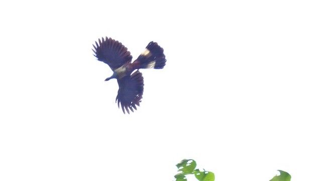 Great Blue Turaco - ML615457743