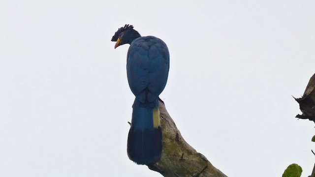 Turaco Gigante - ML615457752