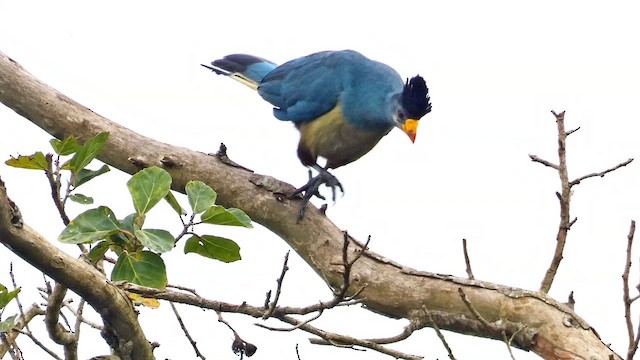 Great Blue Turaco - ML615457754