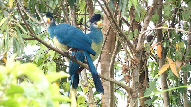 Great Blue Turaco - ML615457755