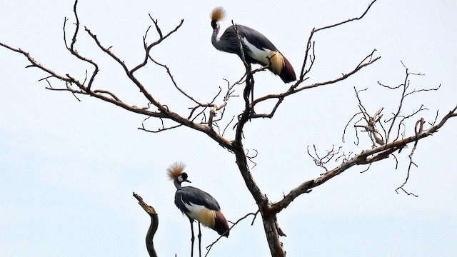 Gray Crowned-Crane - ML615457756