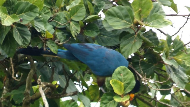 Great Blue Turaco - ML615457757