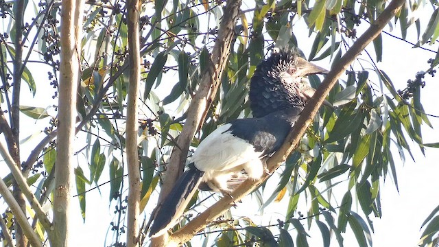 Black-and-white-casqued Hornbill - ML615457763