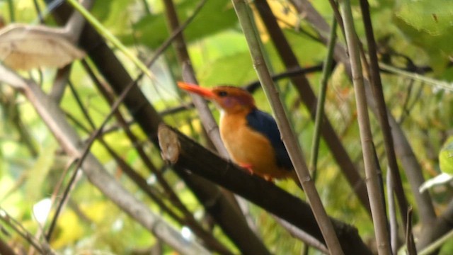 African Pygmy Kingfisher - ML615457764