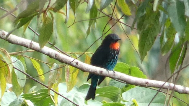 Black Bee-eater - ML615457767