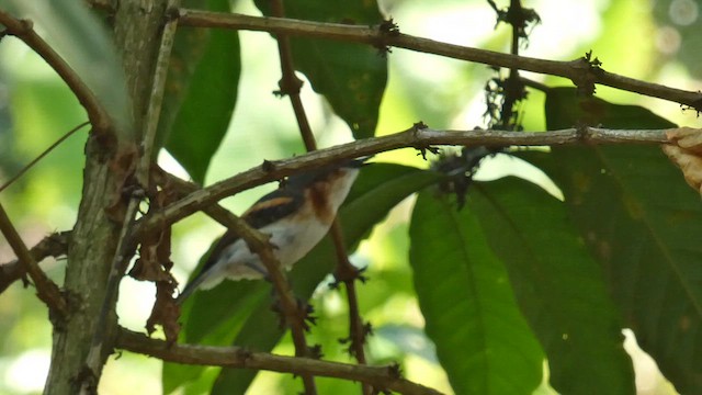 hvitvingepløsøye - ML615457800