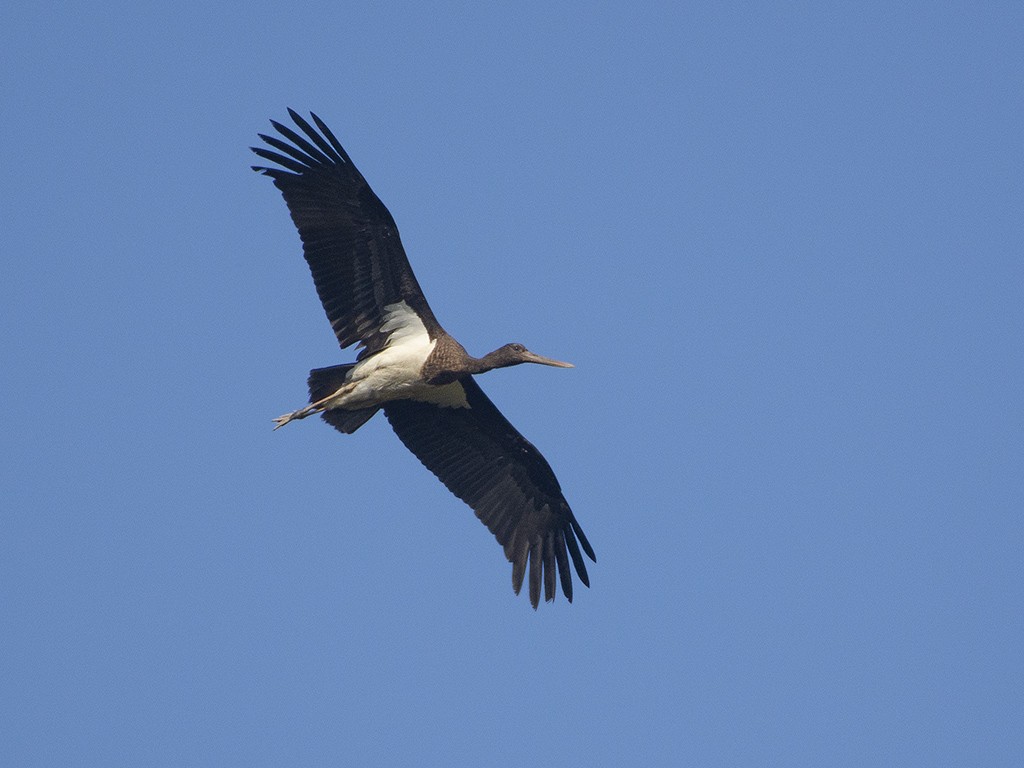 Black Stork - ML615457826