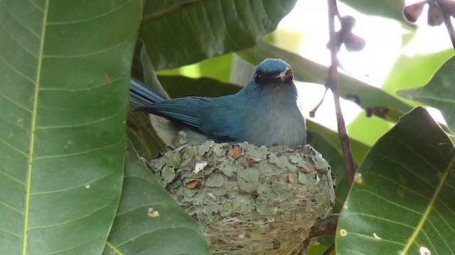 African Blue Flycatcher - ML615457836