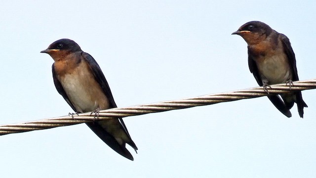 Golondrina Angoleña - ML615457842