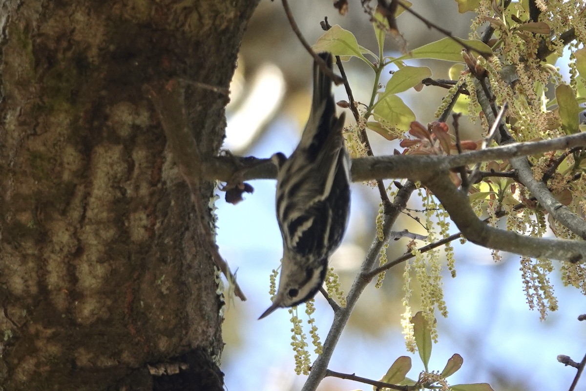 Black-and-white Warbler - ML615457866