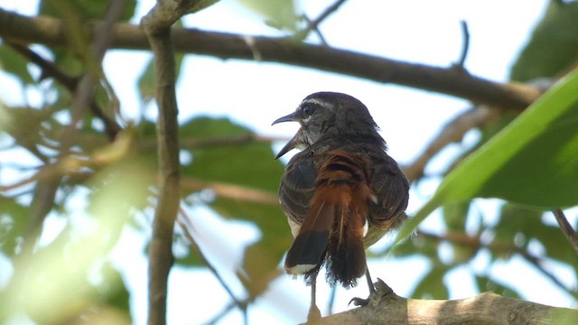 Brown-backed Scrub-Robin - ML615457874