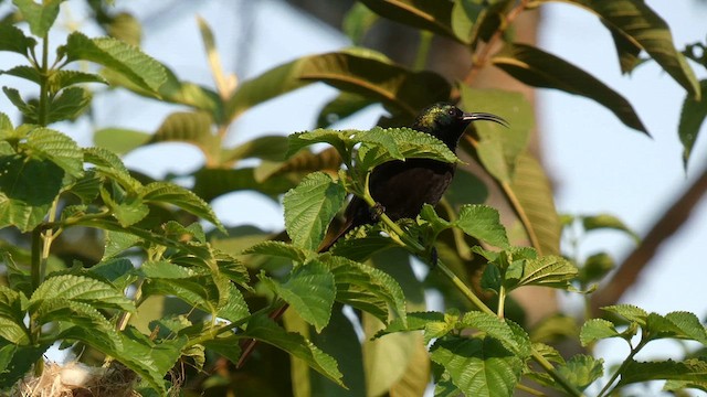 Нектарка бронзова - ML615457904