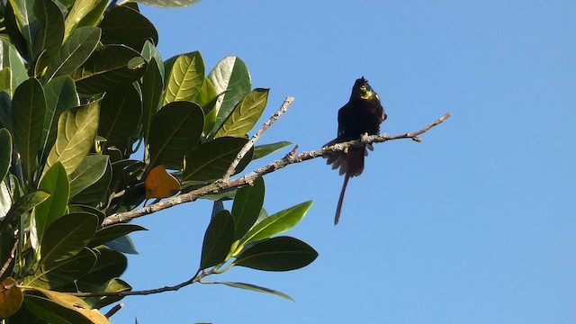 Нектарка бронзова - ML615457905