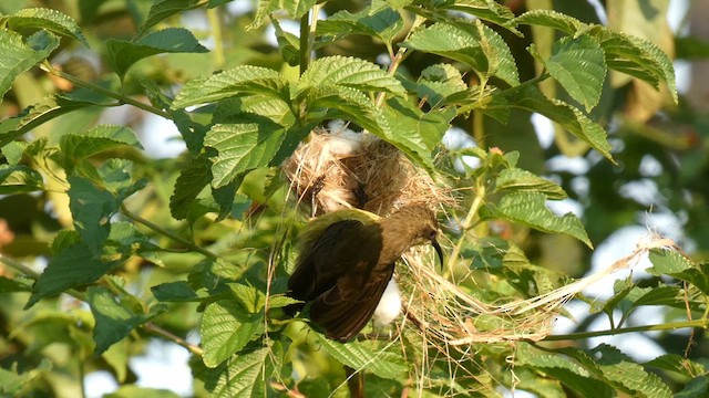 Нектарка бронзова - ML615457906