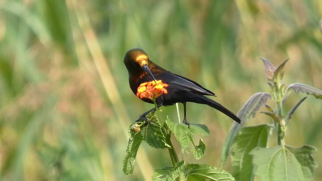 ブロンズタイヨウチョウ - ML615457922