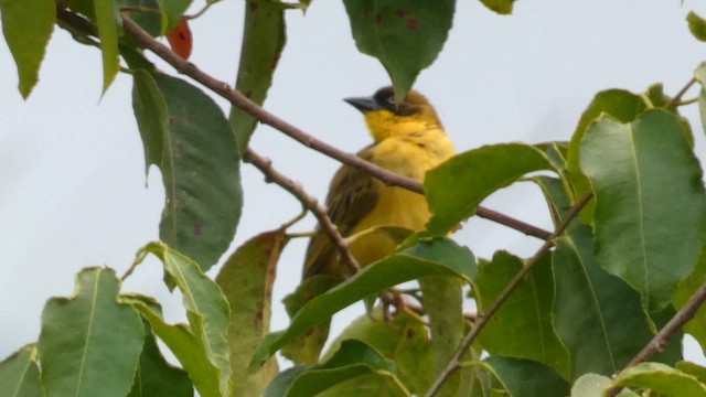 Baglafecht Weaver - ML615457933