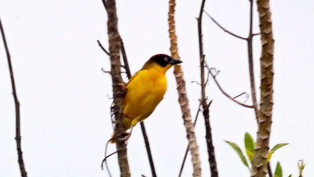 Baglafecht Weaver - ML615457934