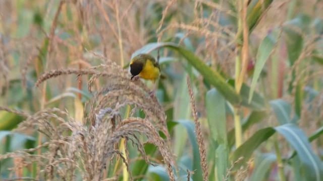 Baglafecht Weaver - ML615457936