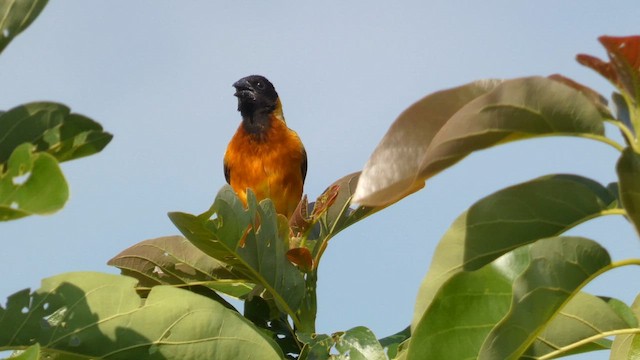 Black-headed Weaver - ML615457944