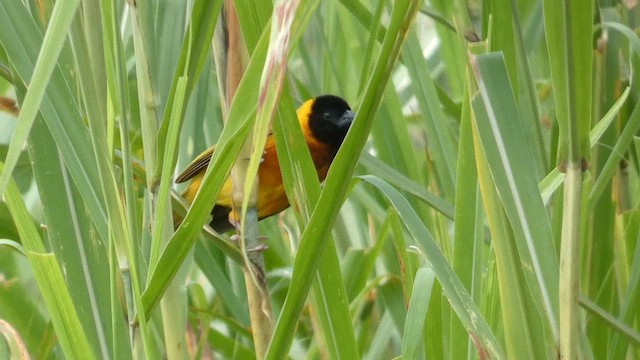 Black-headed Weaver - ML615457947