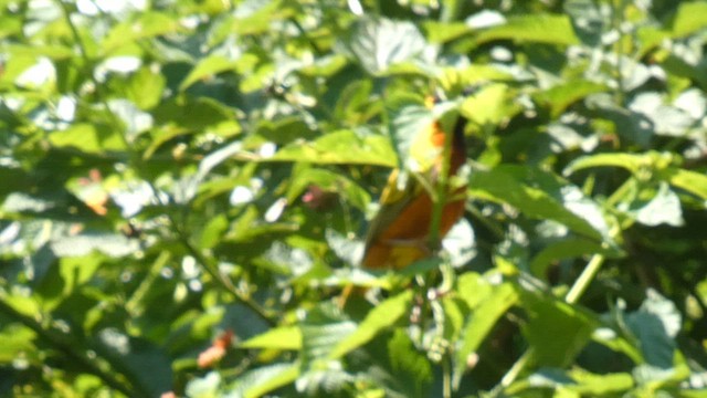 Black-headed Weaver - ML615457948