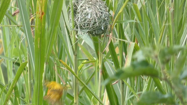 Black-headed Weaver - ML615457949