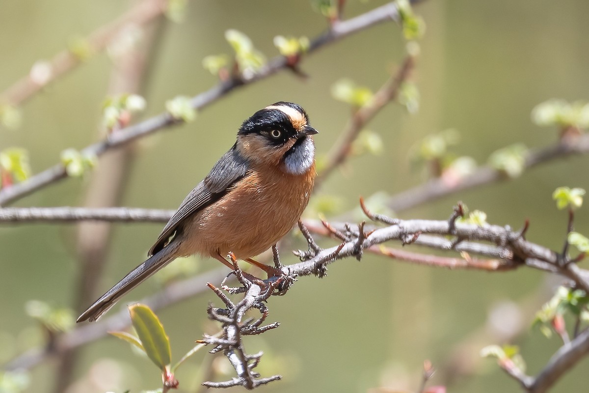 Black-browed Tit (Rufous-fronted) - ML615457952