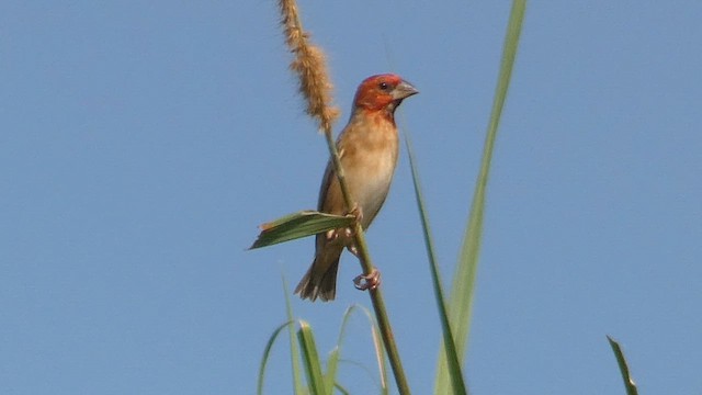 Cardinal Quelea - ML615457960