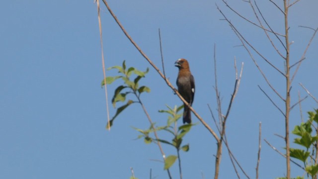 Grosbeak Weaver - ML615457969