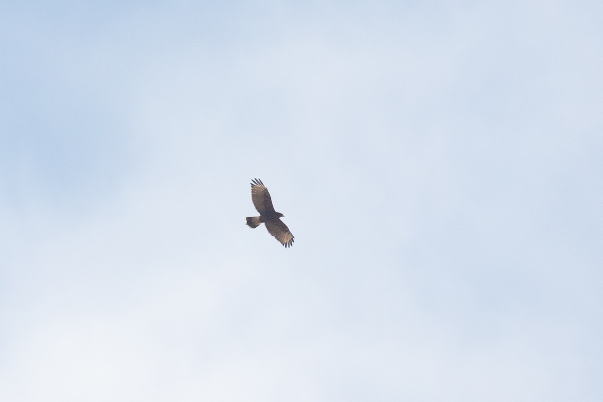 Harris's Hawk (Bay-winged) - ML615458038