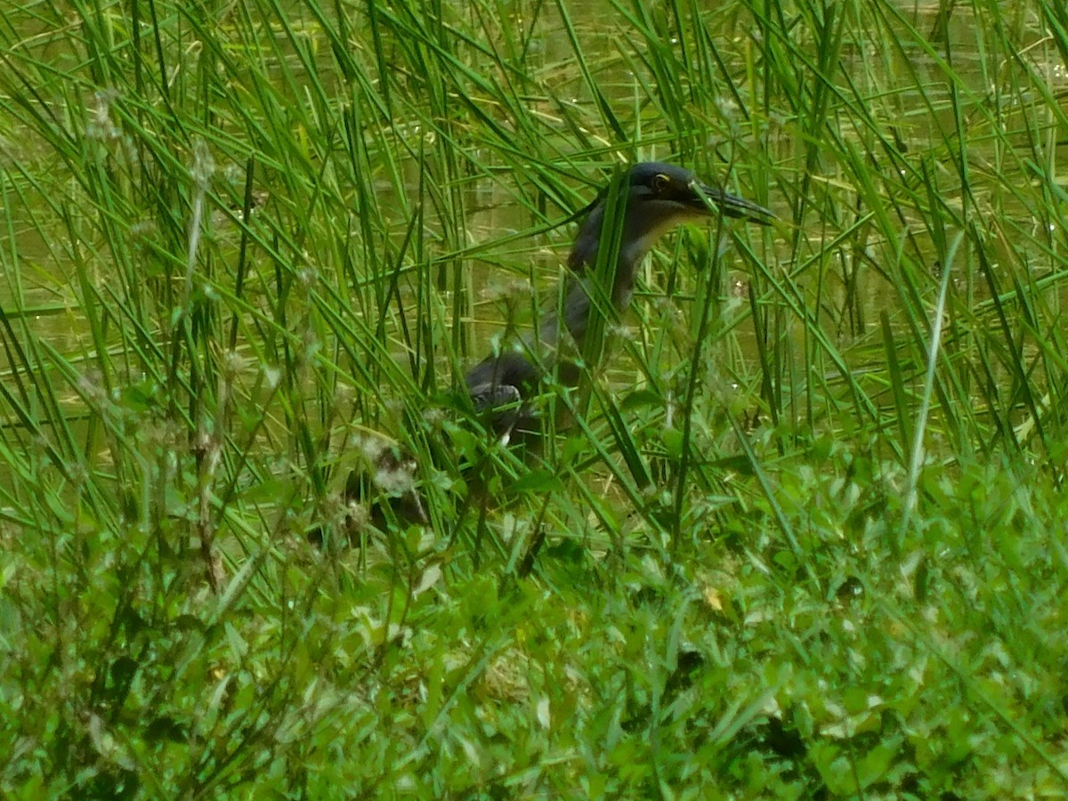 Striated Heron - ML615458066