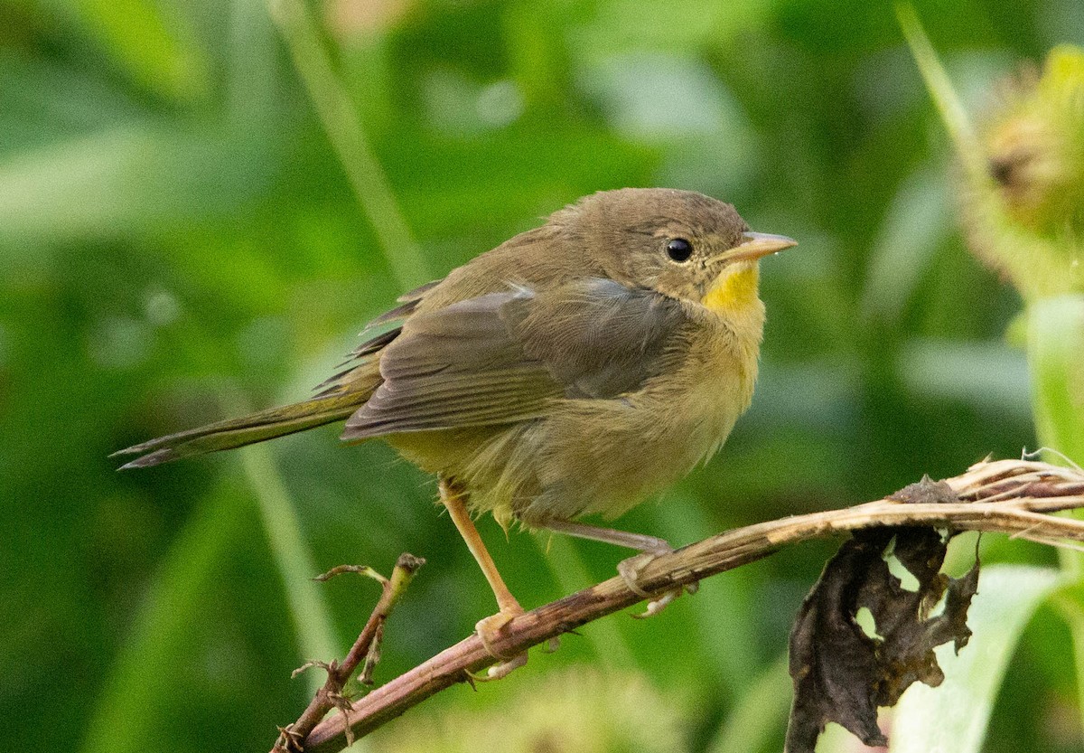 Common Yellowthroat - ML615458071