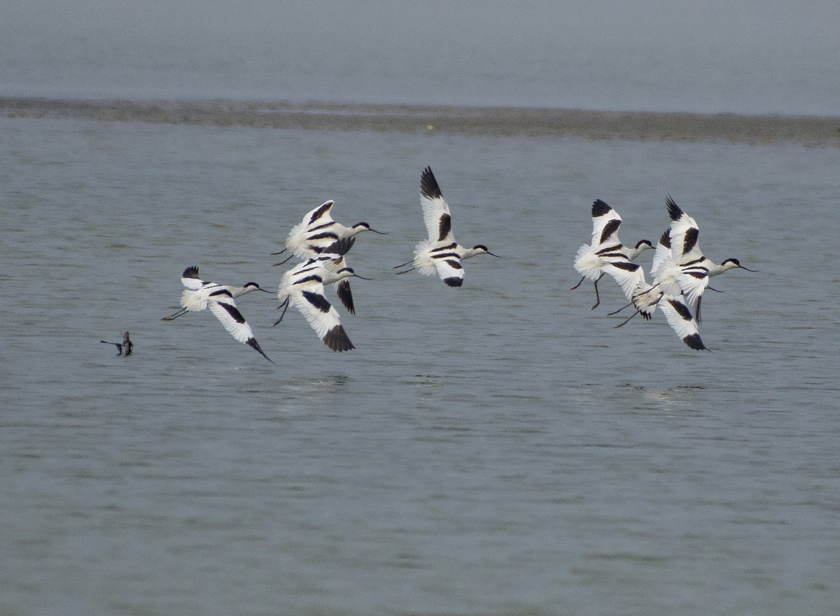 Pied Avocet - ML615458072