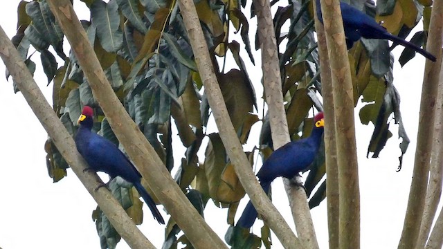 Ross's Turaco - ML615458075