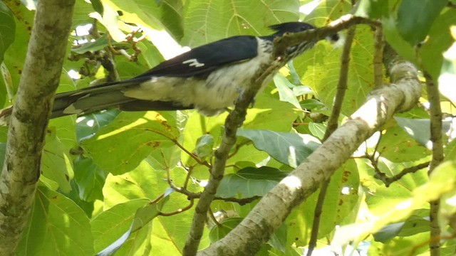 Levaillant's Cuckoo - ML615458083